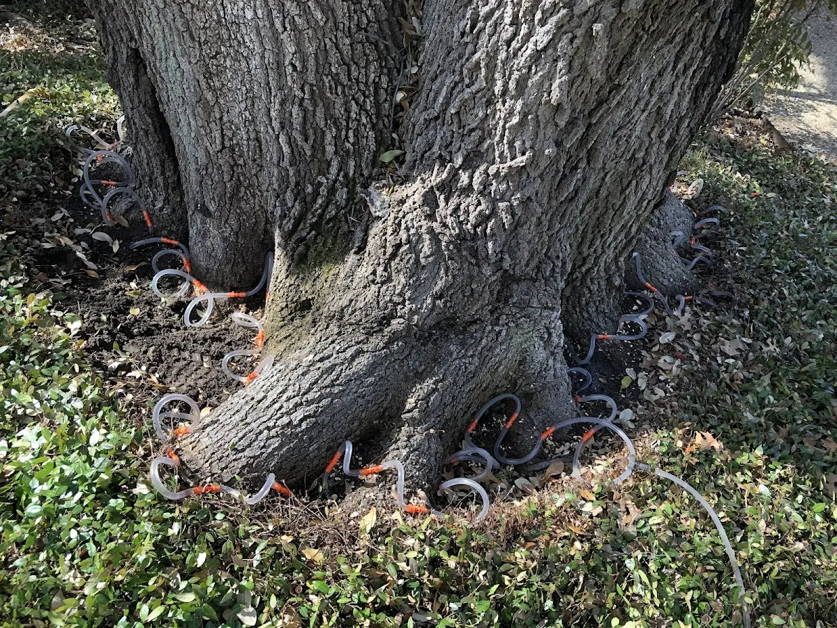 Detailed Tree Cabling and Bracing job site in Linden